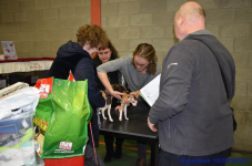 Katttenshow Arendonk 2020 DSC 0050