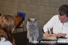 Schow Antwerpen 2023 281