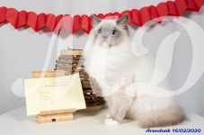 Katttenshow Arendonk 2020 1028