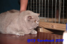 bcf antw 2010 191