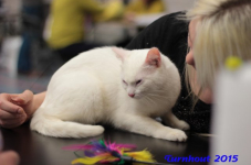 turnhout20150278