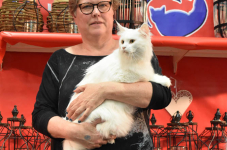Katttenshow Arendonk 2020 DSC 0461