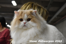 Antwerp 2022214