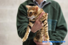 antw 2015 071