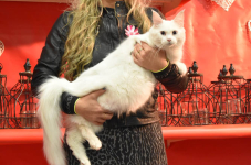 Katttenshow Arendonk 2020 DSC 0459