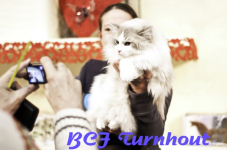  bcf ant 2011119