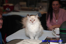 bcf antw 2010 176