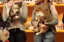turnhout20150149