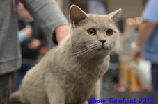 turnhout 2019-0328