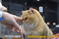 Antwerpen 248