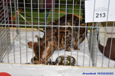 Katttenshow Arendonk 2020 DSC 0078