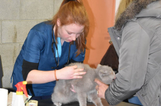 Katttenshow Arendonk 2020 DSC 0054