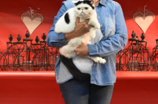 Katttenshow Arendonk 2020 DSC 0585