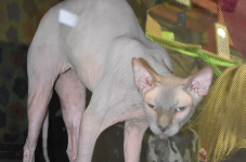 Katttenshow Arendonk 2020 DSC 0127