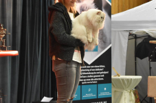 Katttenshow Arendonk 2020 DSC 0548