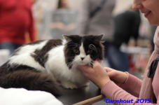 turnhout20150049