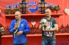 Katttenshow Arendonk 2020 DSC 0560