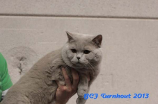turnhout 2013 img 0063