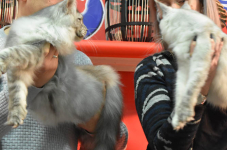 Katttenshow Arendonk 2020 DSC 0666