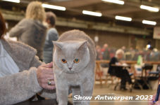 Schow Antwerpen 2023 316