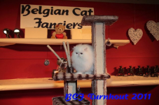 bcf antw 2010 295