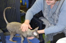 Katttenshow Arendonk 2020 DSC 0225