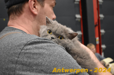 Antwerpen 177