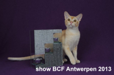 showantwerpen 1118