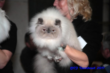 bcf antw 2010 175