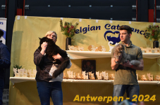 Antwerpen 243