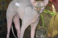 Katttenshow Arendonk 2020 DSC 0126