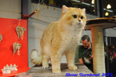 turnhout 2019-0240