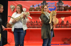Katttenshow Arendonk 2020 DSC 0571