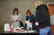 Katttenshow Arendonk 2020 DSC 0043