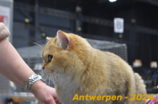 Antwerpen 249