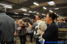 antwerp 2018 0231