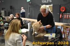 Antwerpen 226