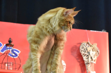 Katttenshow Arendonk 2020 DSC 0687
