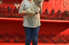 Katttenshow Arendonk 2020 DSC 0332