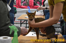Antwerpen 035