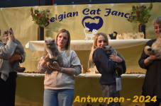 Antwerpen 265