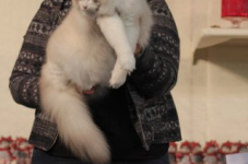 antw 2015 269