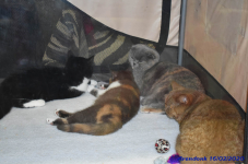 Katttenshow Arendonk 2020 DSC 0217