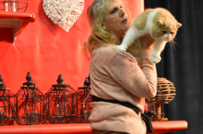 Katttenshow Arendonk 2020 DSC 0588