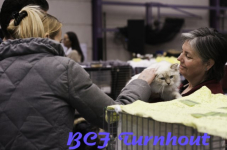  bcf ant 2011107
