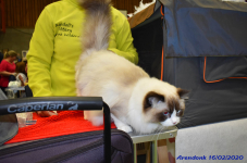 Katttenshow Arendonk 2020 DSC 0118