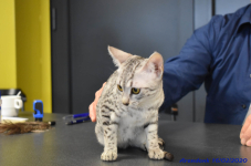 Katttenshow Arendonk 2020 DSC 0346
