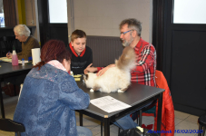 Katttenshow Arendonk 2020 DSC 0176