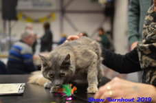 turnhout 2019-0342