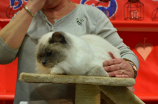 Katttenshow Arendonk 2020 DSC 0769